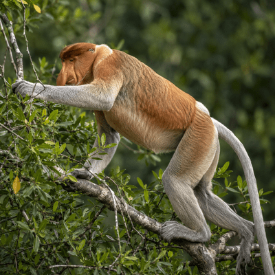 Proboscis Monkey