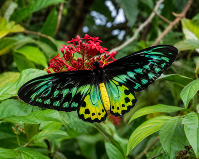Queen Alexandra's Birdwing