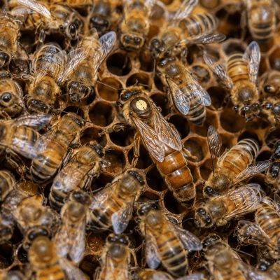 Queen Bee