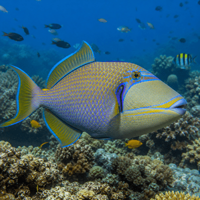 Queen Triggerfish