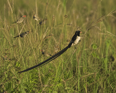 Queen Whydah