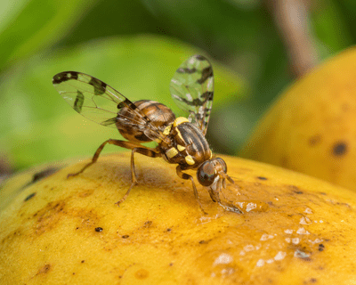 Queensland Fruit Fly