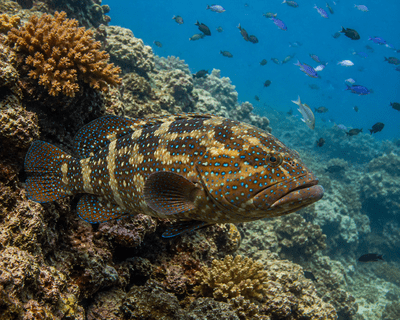 Queensland Grouper