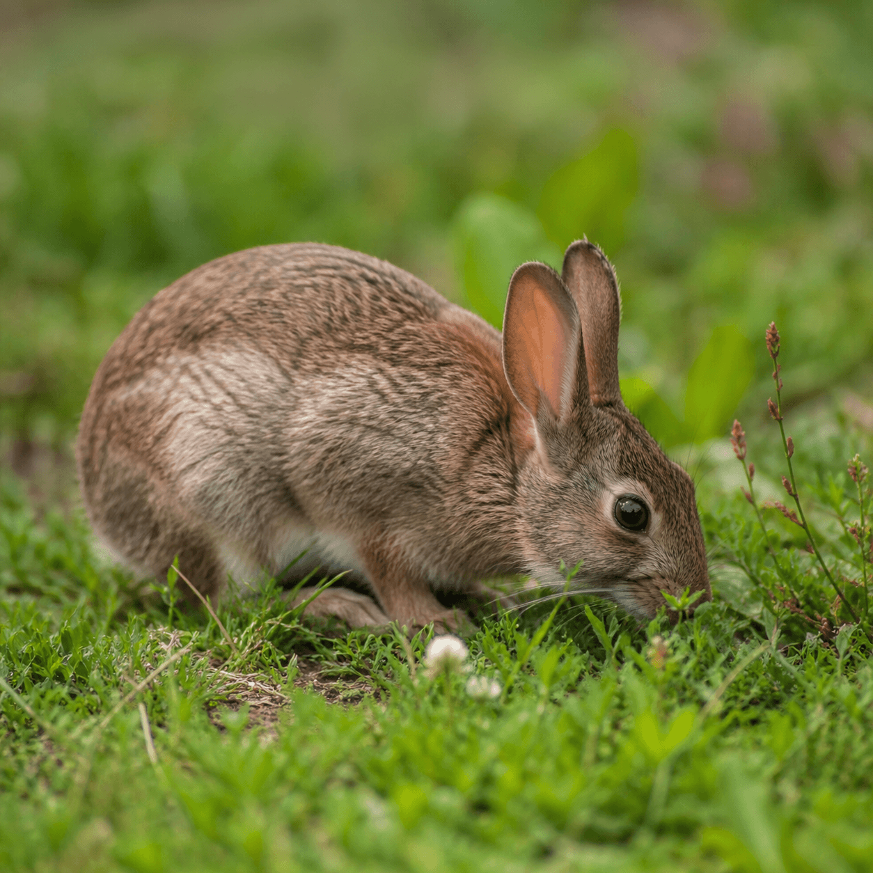 Rabbit