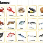 Seafood Names in English with their Pictures