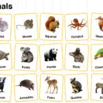 Shy Animals Names in English with their Pictures