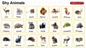 Shy Animals Names in English with their Pictures