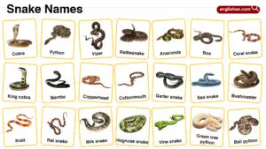 Snake Names in English with their Pictures