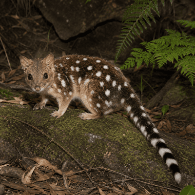 Spotted-tail Quoll