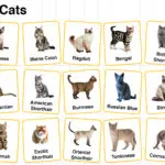 Types of Cats in English with their Pictures