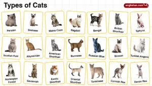 Types of Cats in English with their Pictures