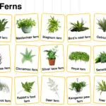 Types of Ferns in English with their Pictures