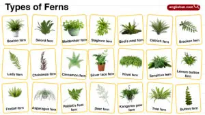 Types of Ferns in English with their Pictures