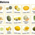 Types of Melons in English with their Pictures