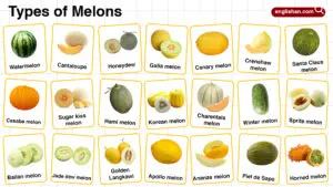 Types of Melons in English with their Pictures