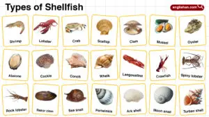Types of Shellfish in English with their Pictures