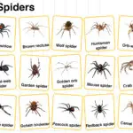 Types of Spiders in English with their Pictures
