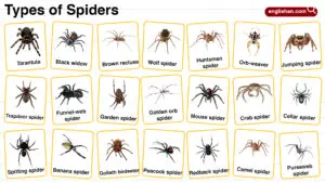 Types of Spiders in English with their Pictures
