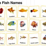 Aquarium Fish Names in English with their Pictures