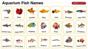 Aquarium Fish Names in English with their Pictures