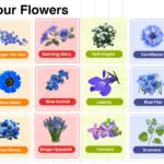 Blue Colour Flowers Name in English with their Pictures
