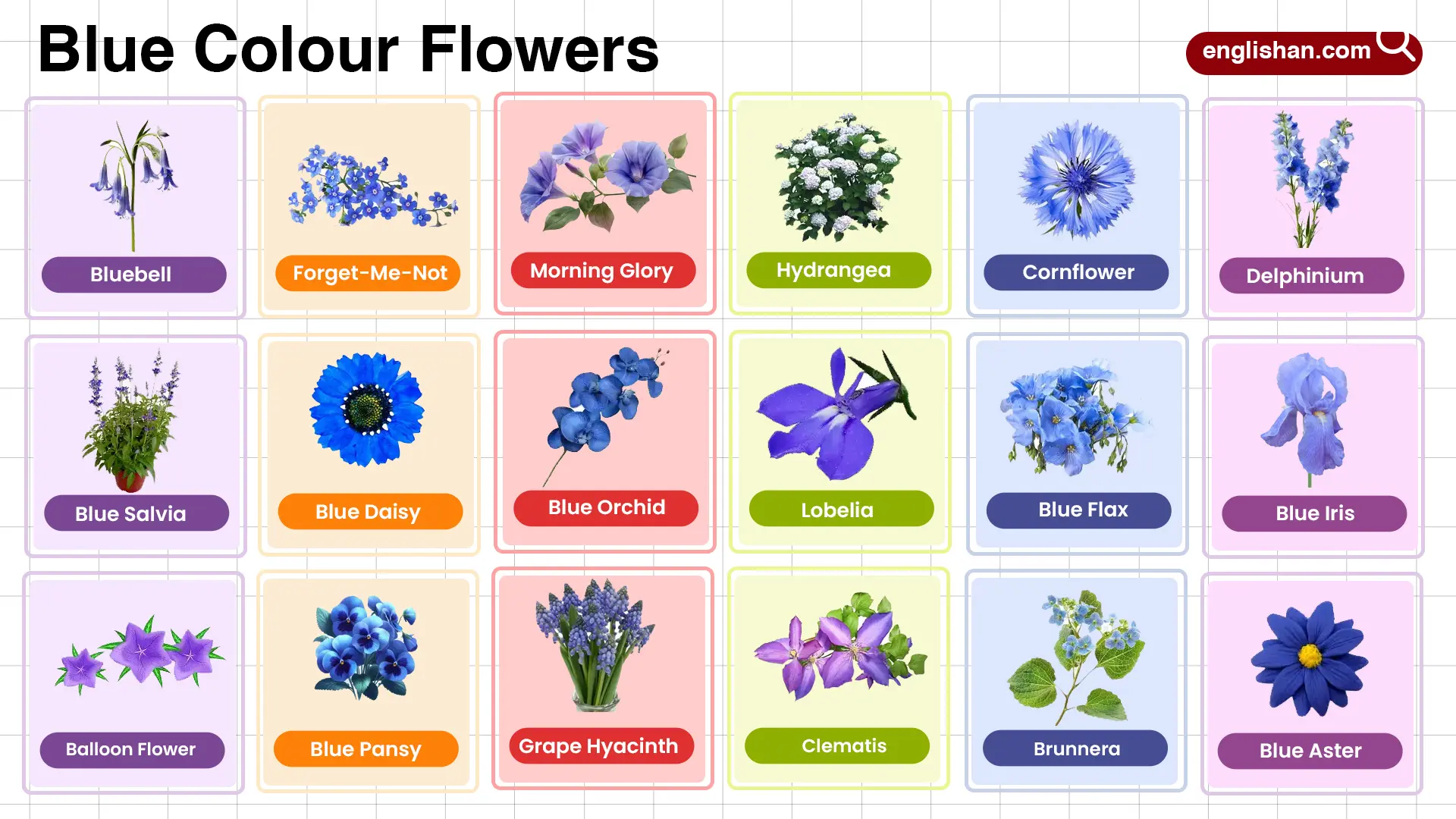 Blue Colour Flowers Name in English with their Pictures