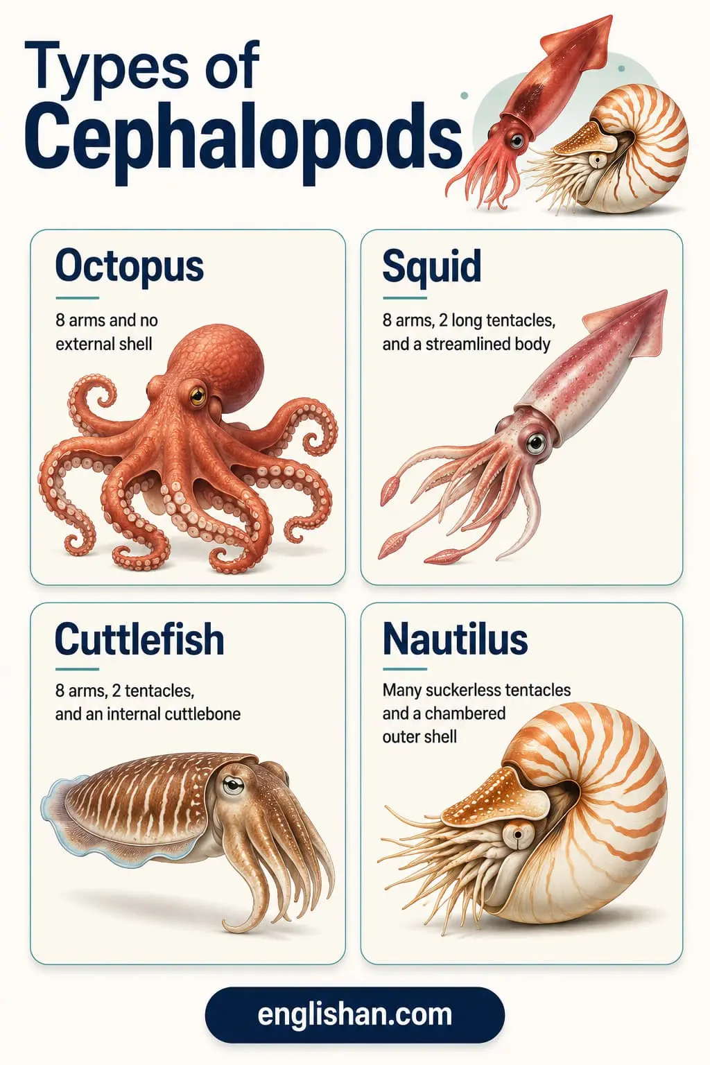 Squid, octopus, cuttlefish, and nautilus, the Cephalopod Shellfish Types that carry a beak, tentacles, and a shell hidden inside the body
