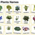 Creepers Plants Names in English with their Pictures