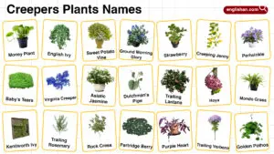 Creepers Plants Names in English with their Pictures