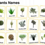 Desert Plants Names in English with their Pictures
