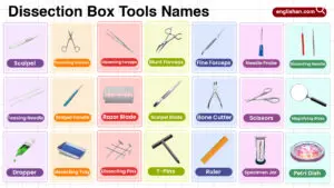 Dissection Box Tools Names in English with their Pictures