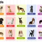 Dog Breeds in English with their Pictures