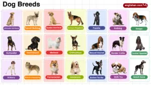 Dog Breeds in English with their Pictures