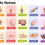 Hand Parts Names in English with their Pictures