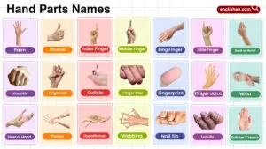 Hand Parts Names in English with their Pictures