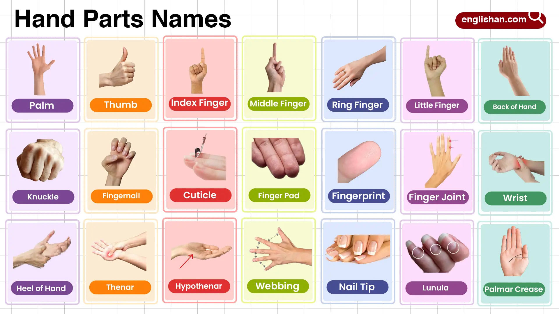 Hand Parts Names in English with their Pictures
