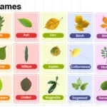 Leaves Names in English with their Pictures
