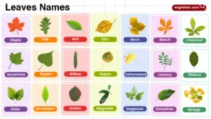 Leaves Names in English with their Pictures