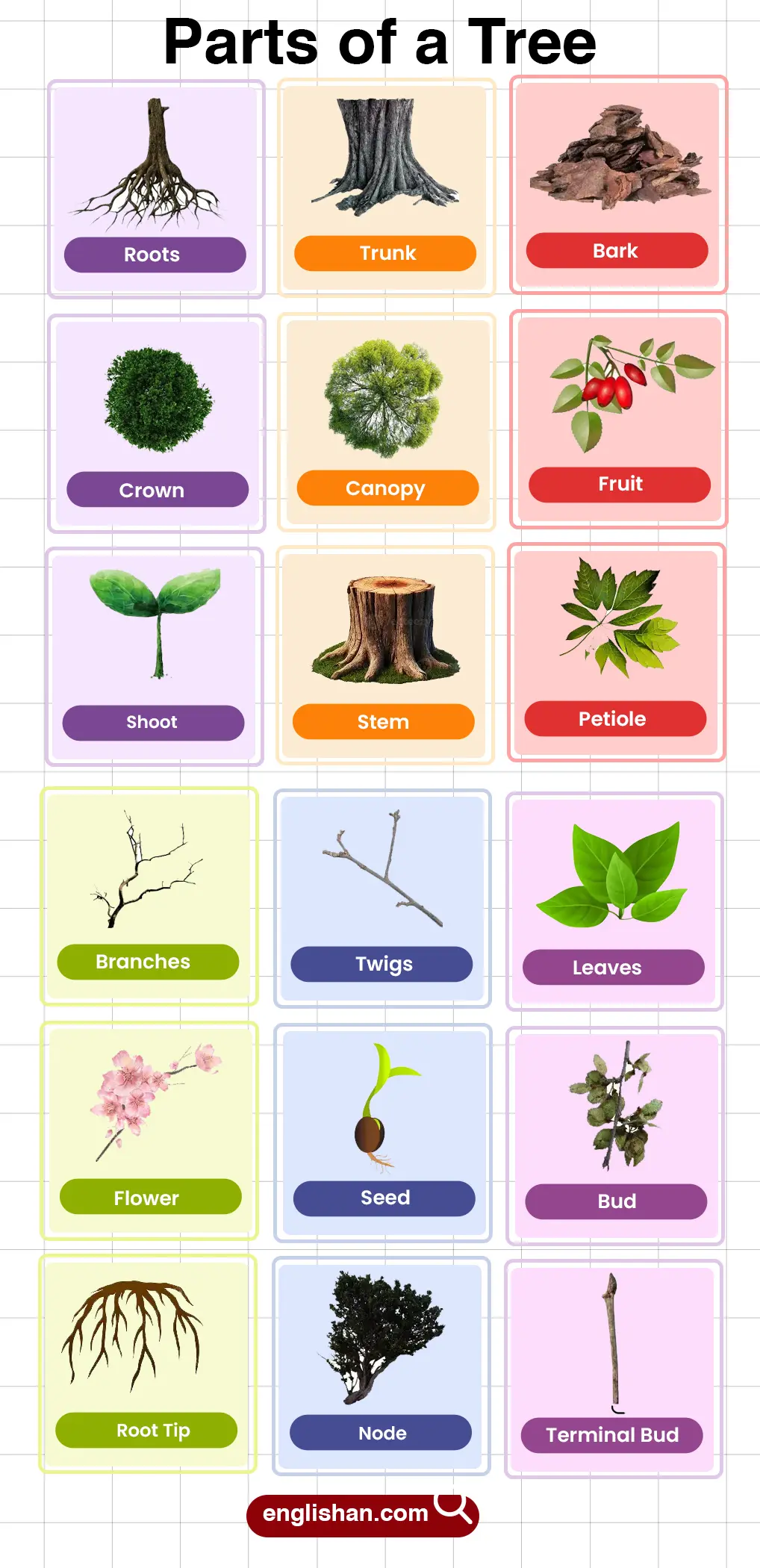 List of Parts of a Tree Names