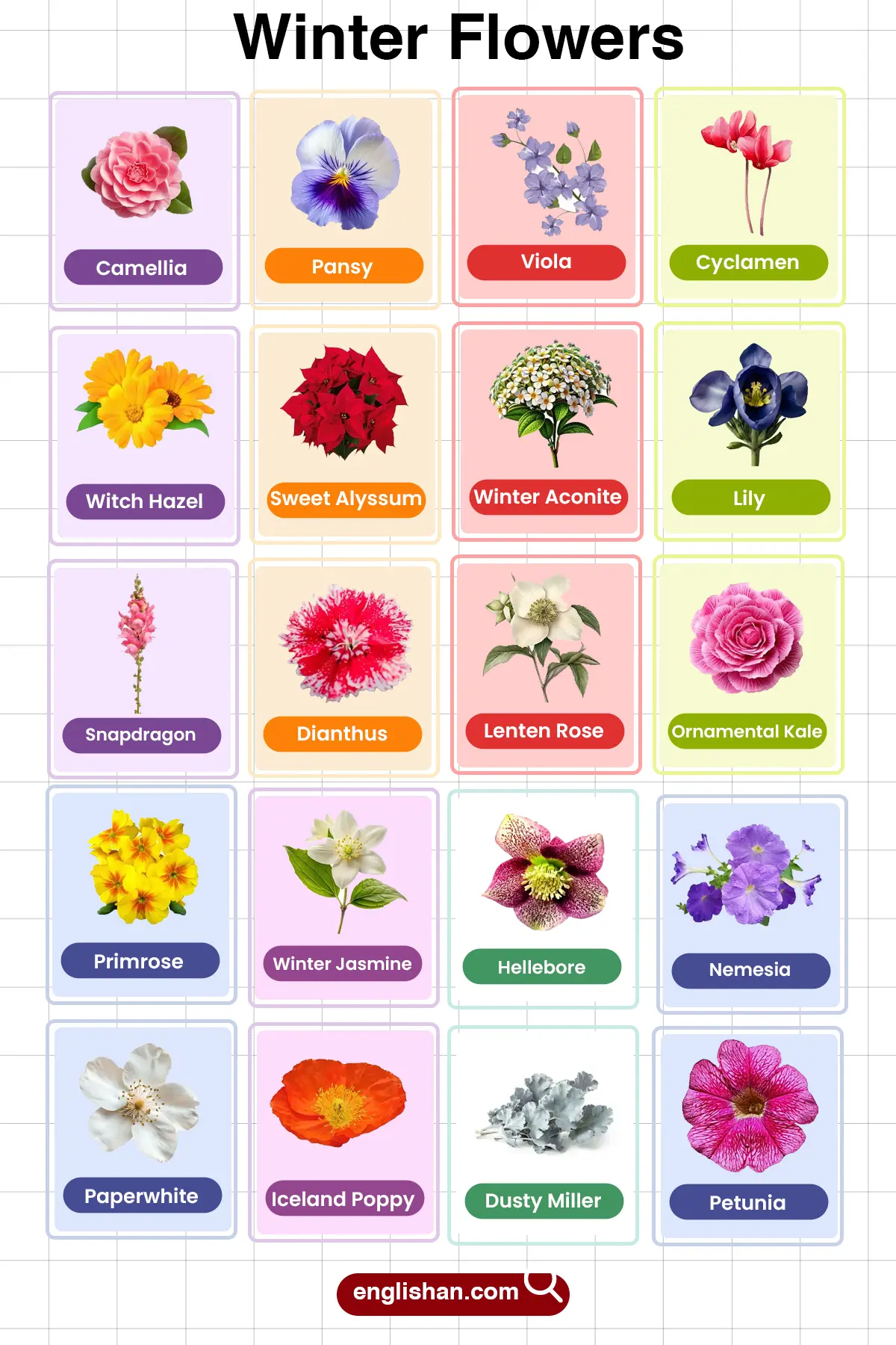 List of Winter Flowers Name