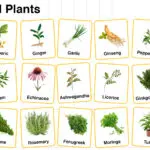Medicinal Plants Names in English with their Pictures