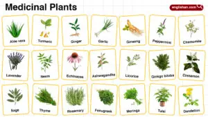 Medicinal Plants Names in English with their Pictures