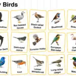 Migratory Birds Names in English with their Pictures