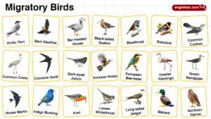 Migratory Birds Names in English with their Pictures