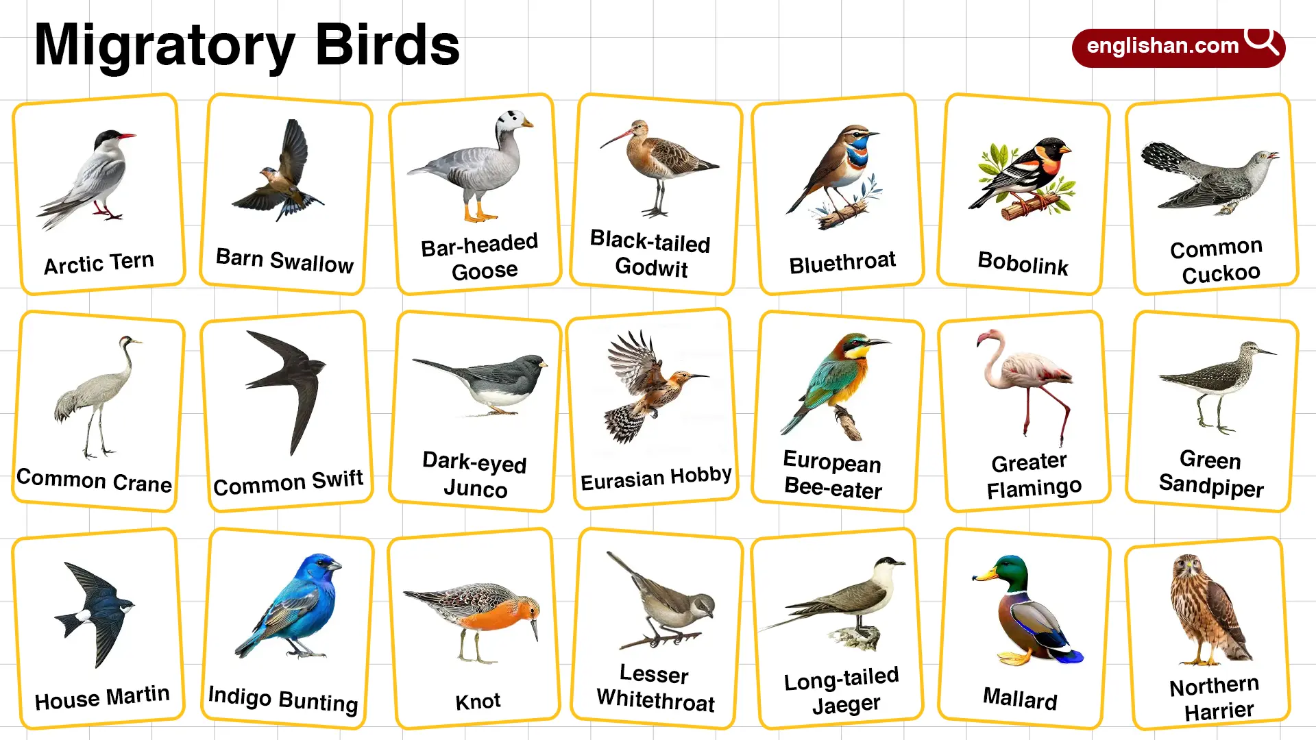 Migratory Birds Names in English with their Pictures