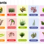 Ocean Plants Names in English with their Pictures