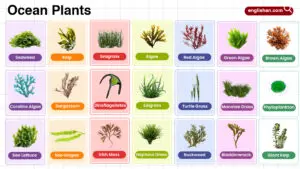 Ocean Plants Names in English with their Pictures