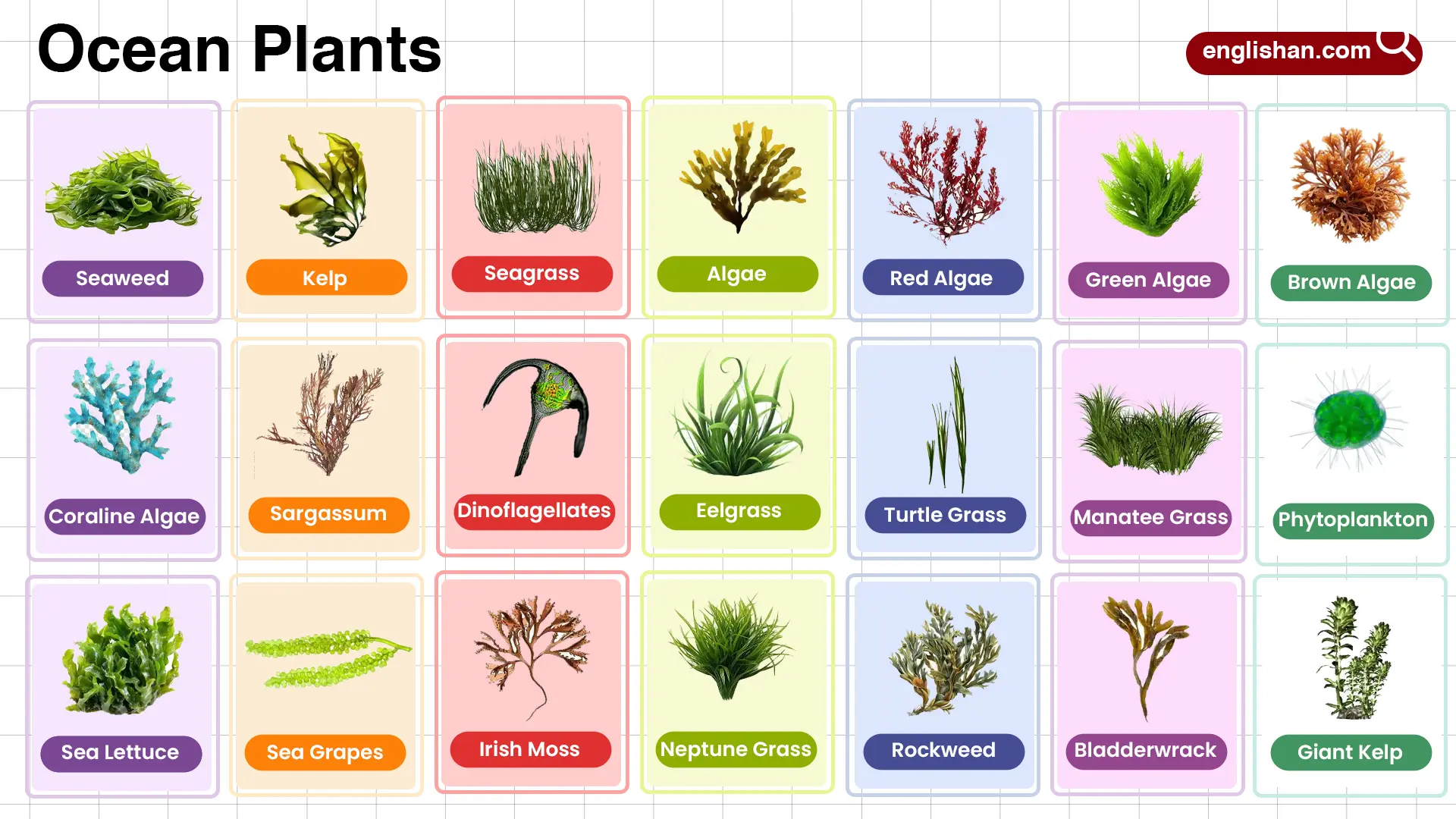 Ocean Plants Names in English with their Pictures