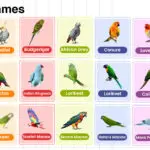 Parrot Names in English with their Pictures