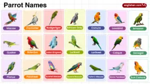 Parrot Names in English with their Pictures